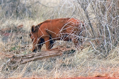 Kenia (350)